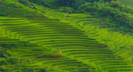 Muang Sing Terraced Rice-field